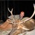 Elk