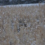 Buck in Corn